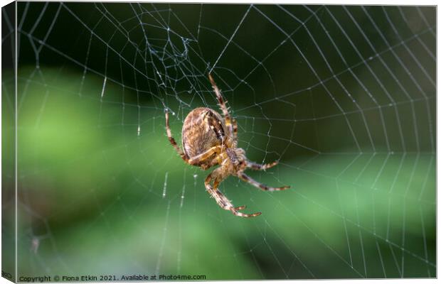 Spider on a web Canvas Print by Fiona Etkin