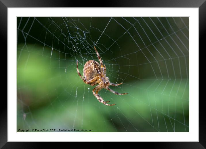 Spider on a web Framed Mounted Print by Fiona Etkin