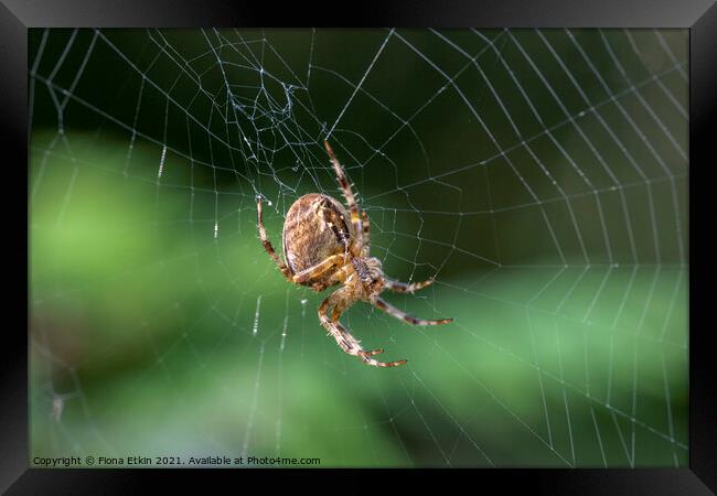 Spider on a web Framed Print by Fiona Etkin