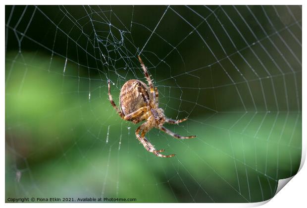 Spider on a web Print by Fiona Etkin