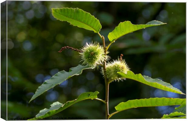 Sweet chestnut leaves and fruit Canvas Print by Fiona Etkin