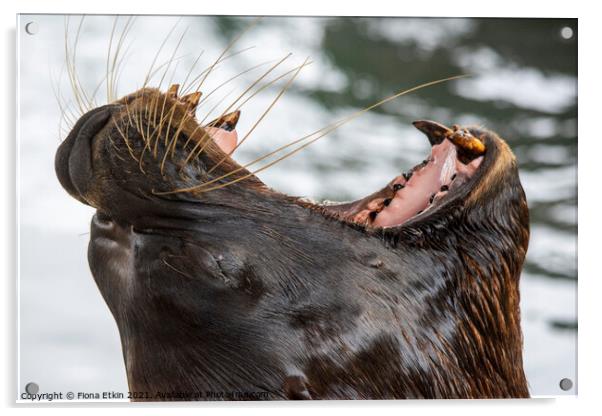 Californian Sealion having a big yawn!!! Acrylic by Fiona Etkin