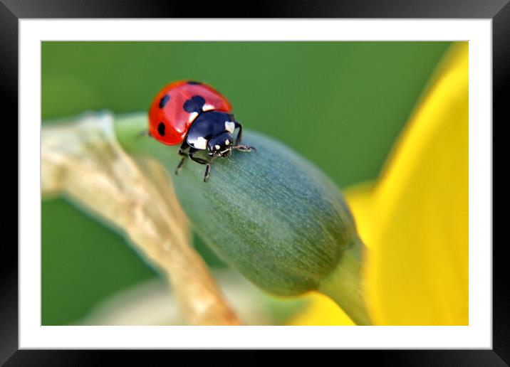 Seven Spot ladybird Framed Mounted Print by Susan Snow