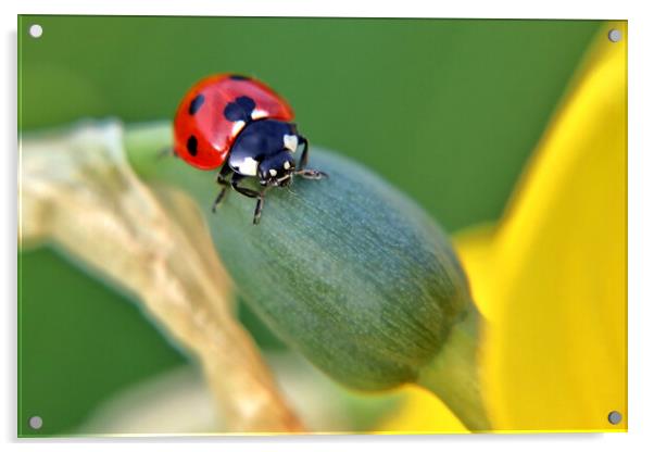 Seven Spot ladybird Acrylic by Susan Snow