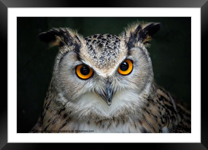 European Eagle Owl portrait Framed Mounted Print by Fiona Etkin