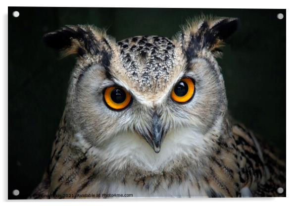 European Eagle Owl portrait Acrylic by Fiona Etkin