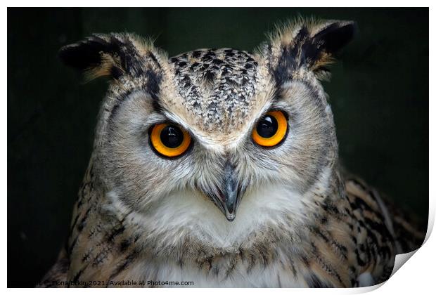 European Eagle Owl portrait Print by Fiona Etkin