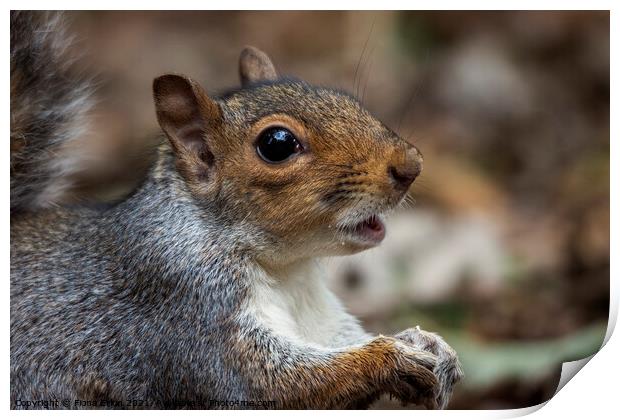 Little squirrel Nutkins! Print by Fiona Etkin