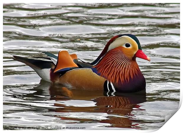 Mandarin Print by Gareth Parkes