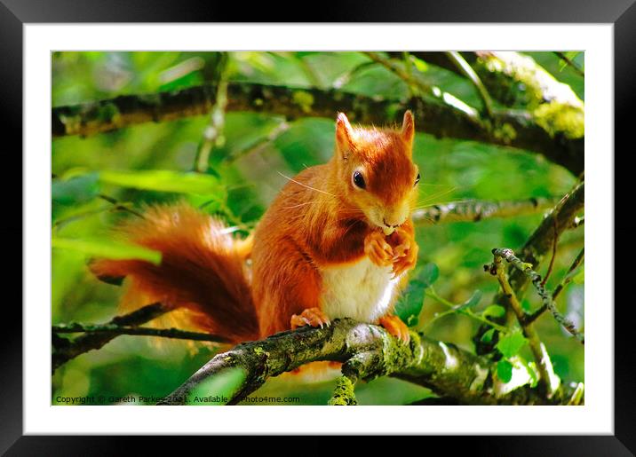 Red Squirrel Framed Mounted Print by Gareth Parkes