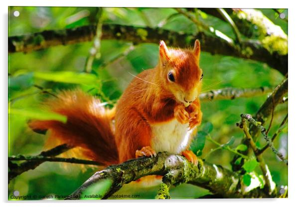 Red Squirrel Acrylic by Gareth Parkes