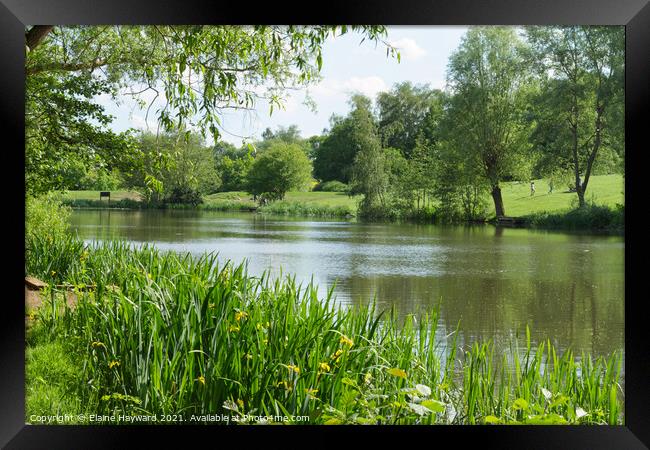 The lake at Highwoods Country Park, Colchester Framed Print by Elaine Hayward