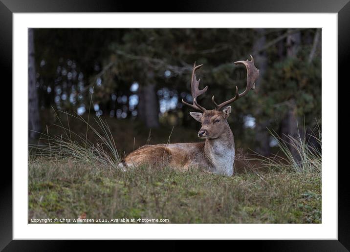 deer in the wild nature in the netherlands Framed Mounted Print by Chris Willemsen