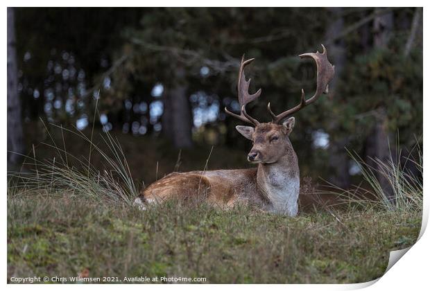 deer in the wild nature in the netherlands Print by Chris Willemsen