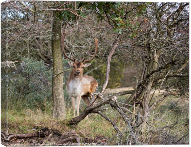 deer in the wild nature in the netherlands Canvas Print by Chris Willemsen