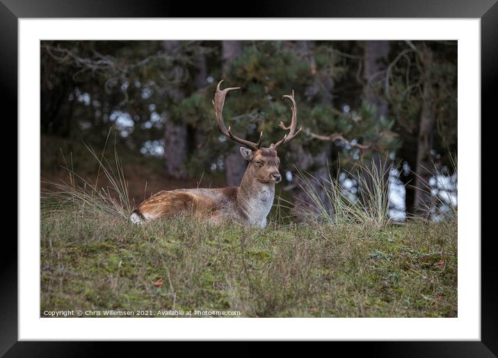 deer in the wild nature in the netherlands Framed Mounted Print by Chris Willemsen