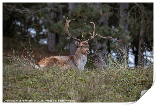 deer in the wild nature in the netherlands Print by Chris Willemsen