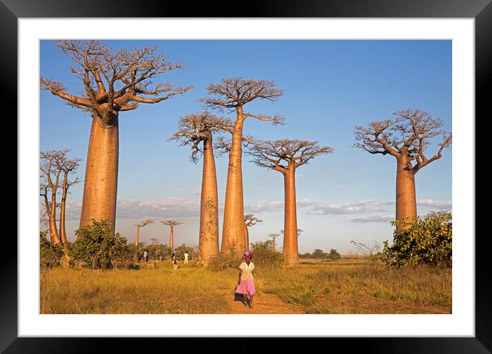 Alley of the Baobabs, Madagascar Framed Mounted Print by Arterra 