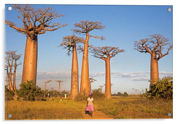 Alley of the Baobabs, Madagascar Acrylic by Arterra 
