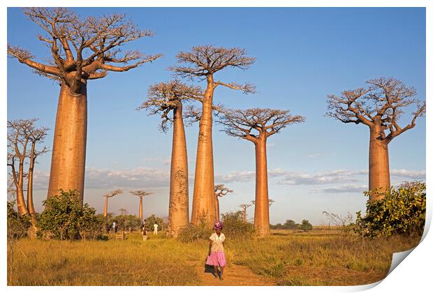 Alley of the Baobabs, Madagascar Print by Arterra 