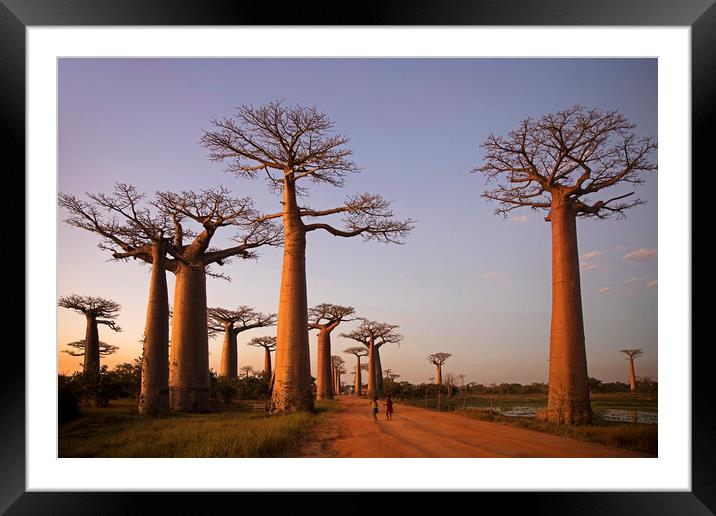 Avenue of the Baobabs at Sunset, Madagascar Framed Mounted Print by Arterra 