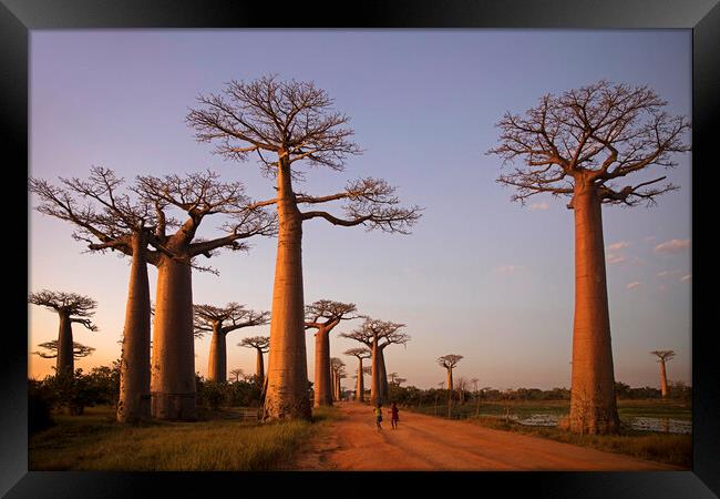 Avenue of the Baobabs at Sunset, Madagascar Framed Print by Arterra 
