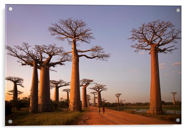 Avenue of the Baobabs at Sunset, Madagascar Acrylic by Arterra 