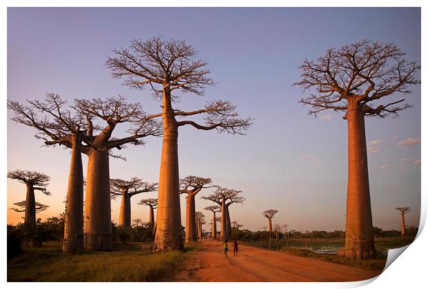 Avenue of the Baobabs at Sunset, Madagascar Print by Arterra 