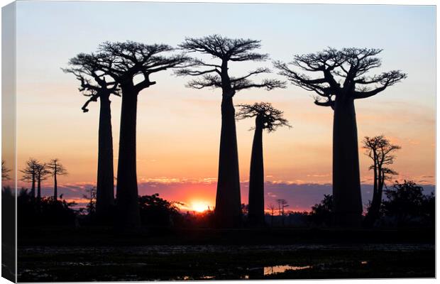 Baobab Silhouettes at Sunset Canvas Print by Arterra 