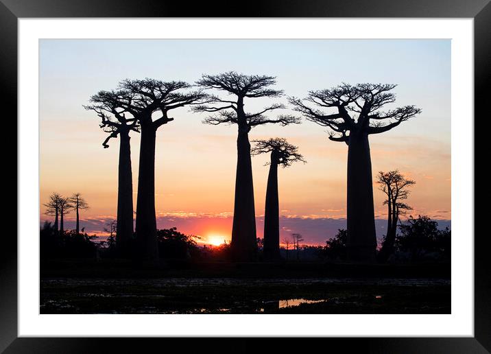 Baobab Silhouettes at Sunset Framed Mounted Print by Arterra 
