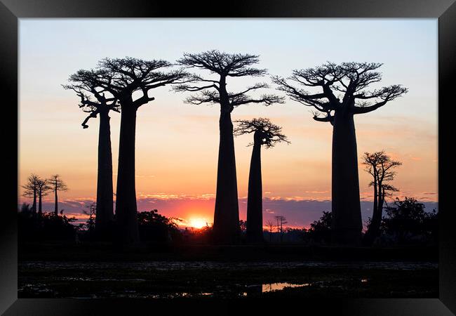Baobab Silhouettes at Sunset Framed Print by Arterra 