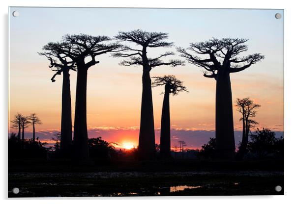 Baobab Silhouettes at Sunset Acrylic by Arterra 