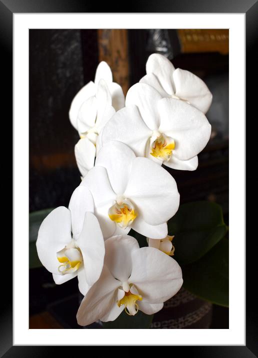 Sunlit orchid flowers Framed Mounted Print by Theo Spanellis