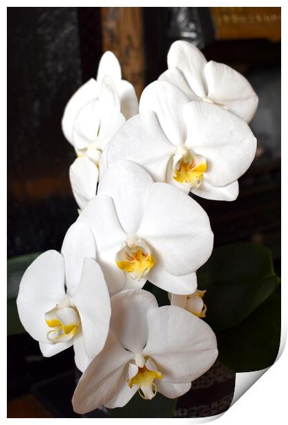 Sunlit orchid flowers Print by Theo Spanellis