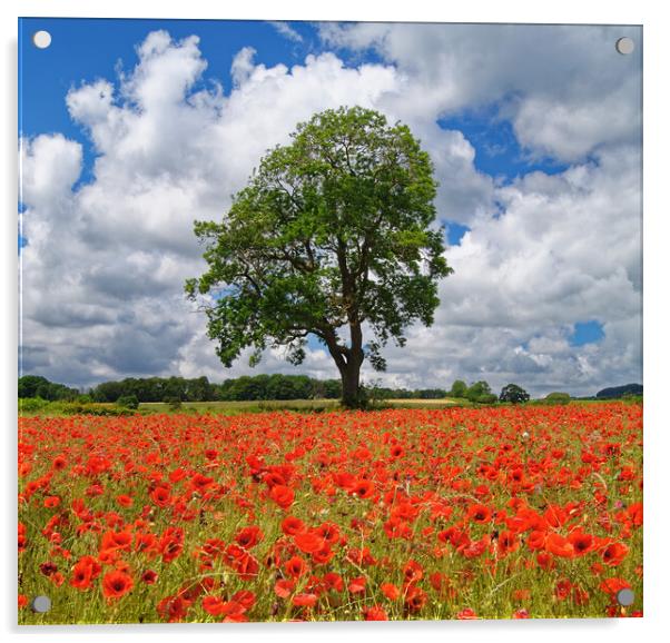 Baslow Poppies Acrylic by Darren Galpin