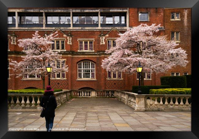 Woman walking in Cherry blossom trees with red beautiful buildings in London, England Framed Print by Luis Pina