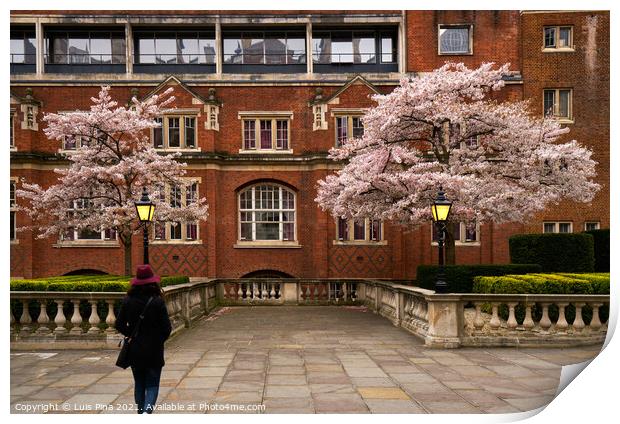 Woman walking in Cherry blossom trees with red beautiful buildings in London, England Print by Luis Pina