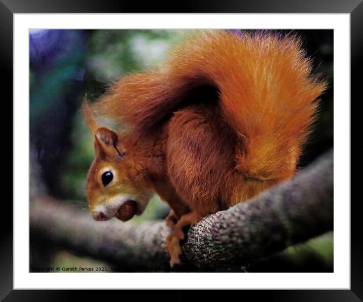 A Red squirrel on a branch Framed Mounted Print by Gareth Parkes