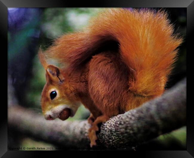 A Red squirrel on a branch Framed Print by Gareth Parkes