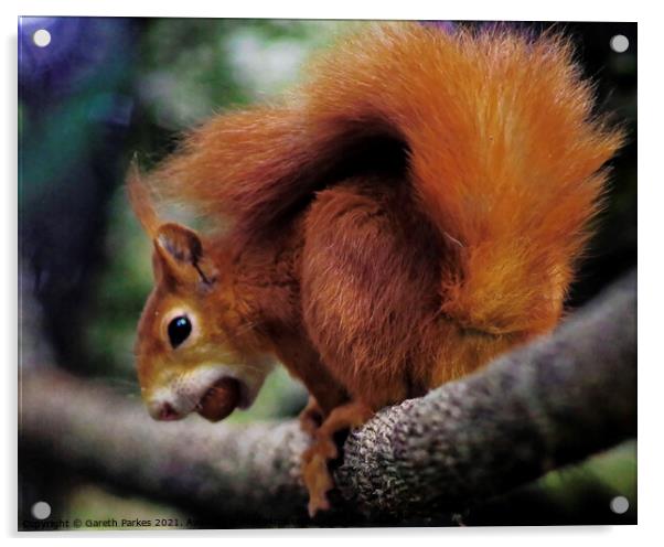 A Red squirrel on a branch Acrylic by Gareth Parkes
