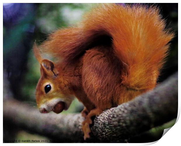 A Red squirrel on a branch Print by Gareth Parkes