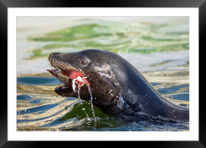 Playful Sealion  Framed Mounted Print by Fiona Etkin