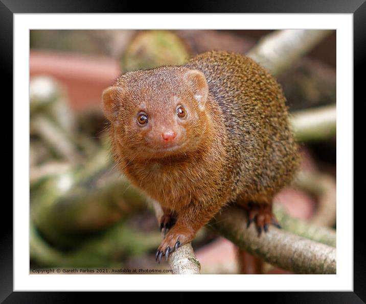 Dwarf Mongoose Framed Mounted Print by Gareth Parkes