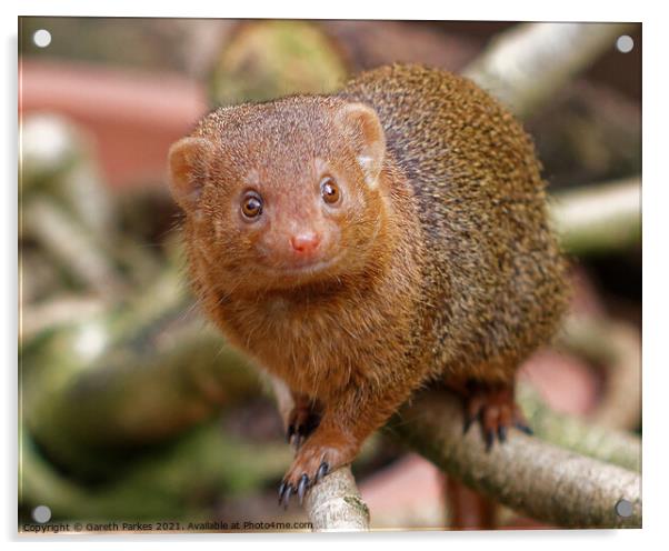 Dwarf Mongoose Acrylic by Gareth Parkes