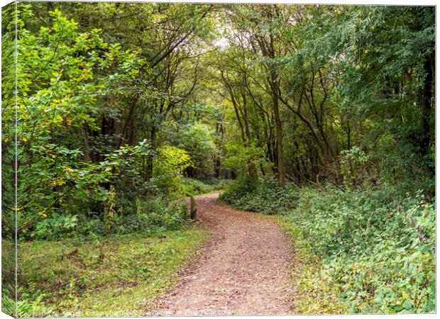 Path Into the Woods Canvas Print by Angela Cottingham
