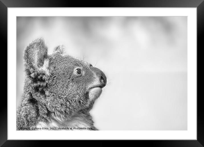 Koala portrait in Black and white Framed Mounted Print by Fiona Etkin