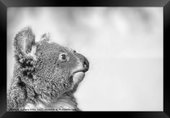 Koala portrait in Black and white Framed Print by Fiona Etkin