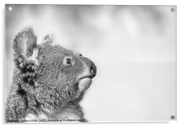 Koala portrait in Black and white Acrylic by Fiona Etkin