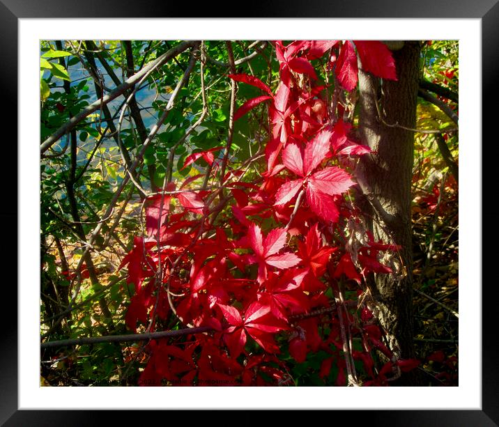 Red Vines Framed Mounted Print by Stephanie Moore