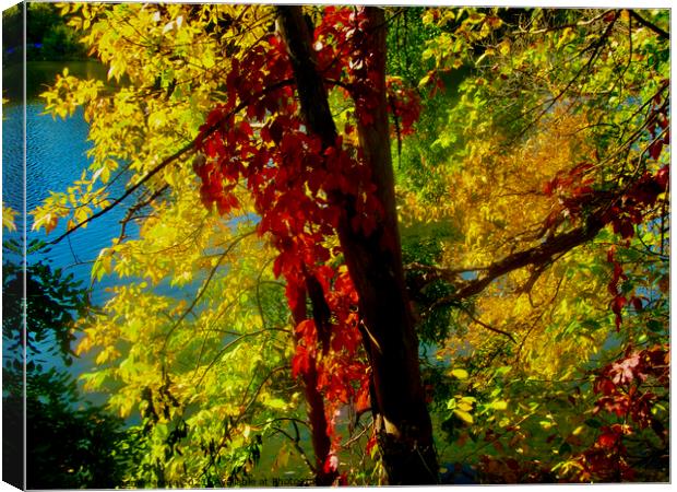 Autumn colours Canvas Print by Stephanie Moore
